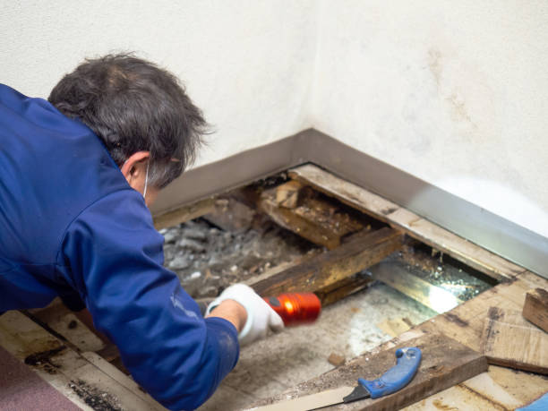 Mold Testing and Removal in Southgate, KY
