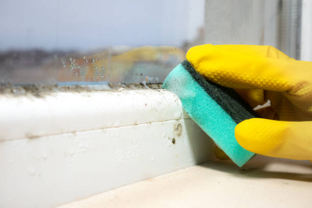 Mold Removal Process in Southgate, KY