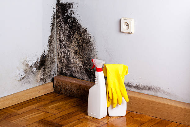 Crawl Space Mold Removal in Southgate, KY